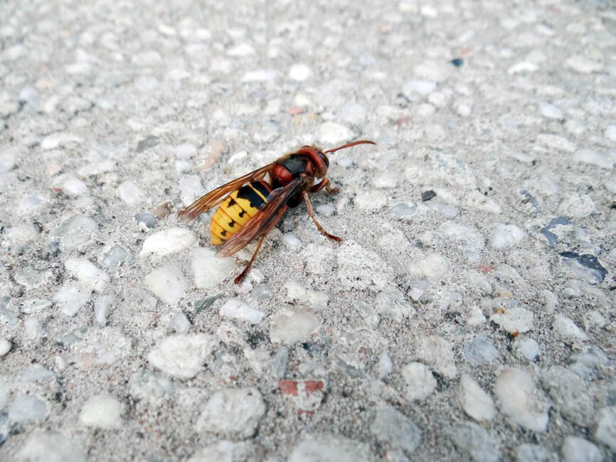 De Pekingtuin van Baarn uit 1791-Baarn必去景点