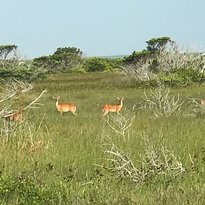 Cape Point Beach-Hatteras Island必去景点