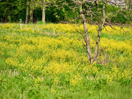 Dean Nature Sanctuary-奥克布鲁克必去景点
