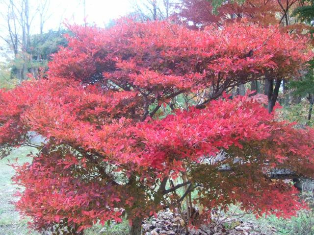 Hattori Ryokuchi Toshi Ryokka Botanical Garden景点图片