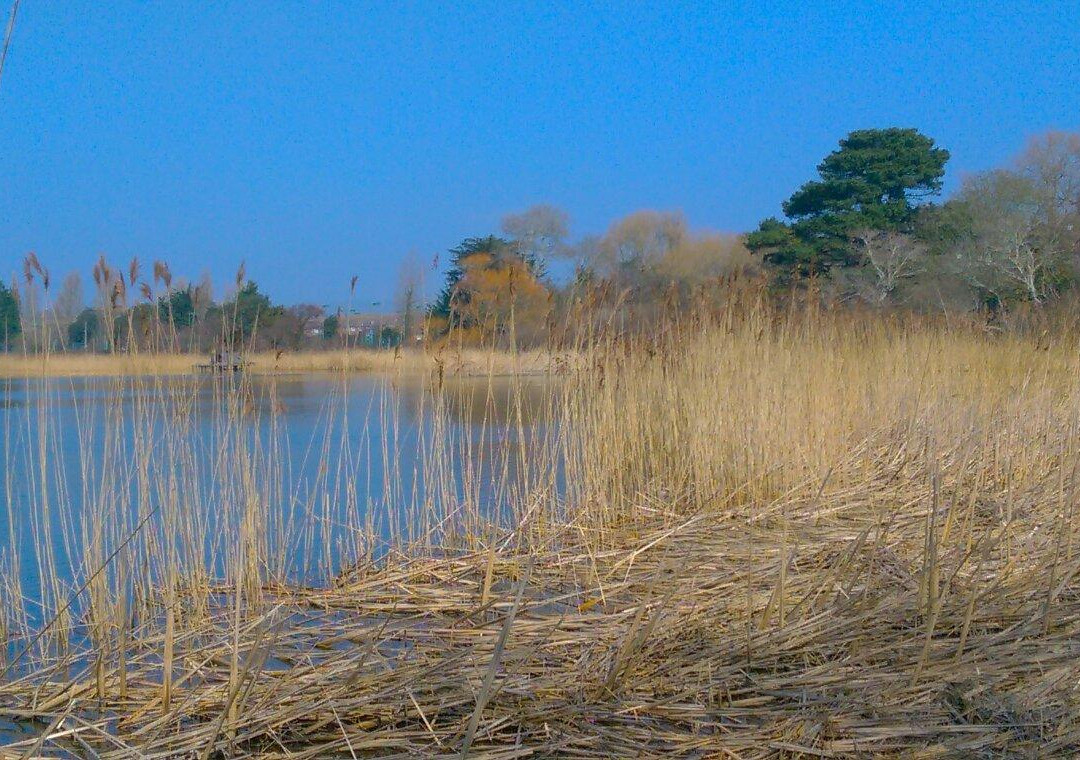 RSPB Weymouth Wetlands at Radipole Lake Nature Reserve