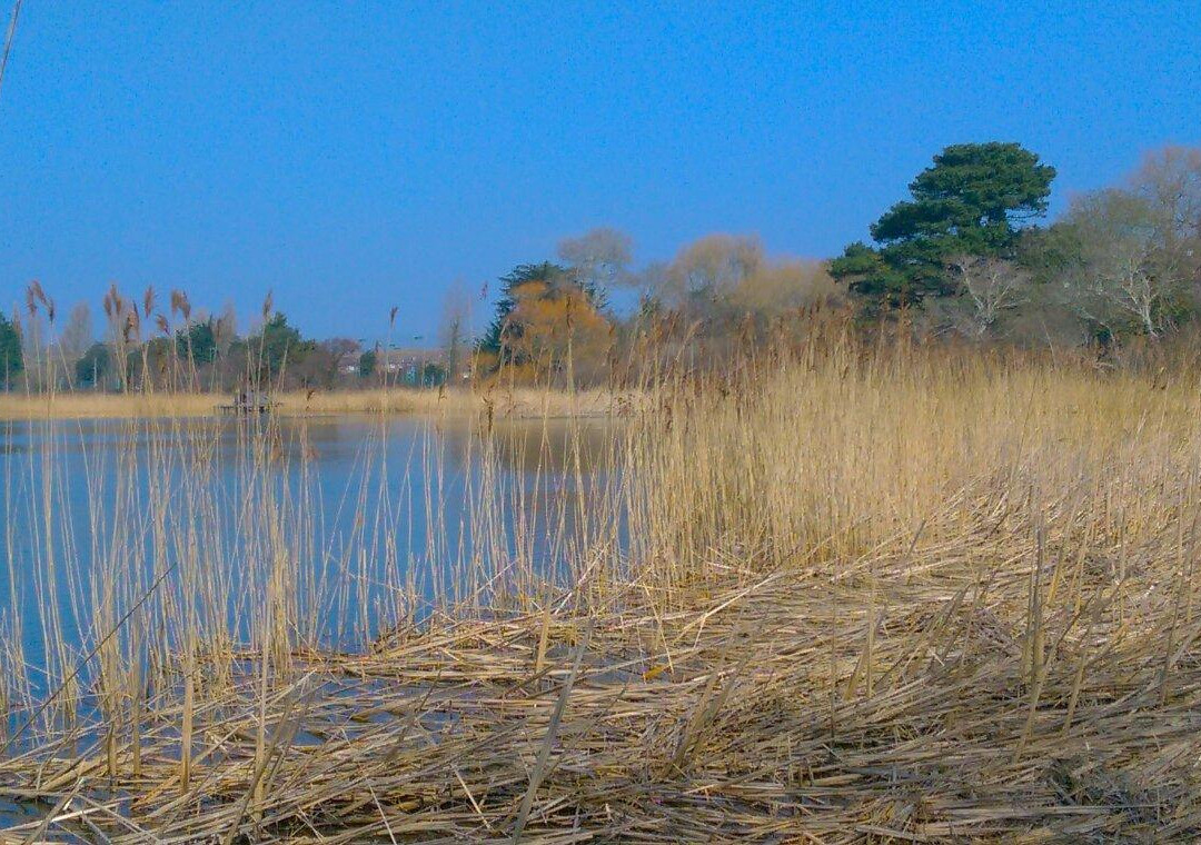 RSPB Weymouth Wetlands at Radipole Lake Nature Reserve景点图片