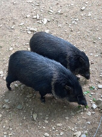 Bouillon Wildlife Park景点图片