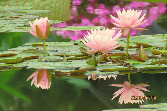 Aquatic Plants Garden Mizunomori-草津市必去景点