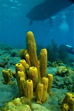 Nature Island Dive-Soufriere必去景点