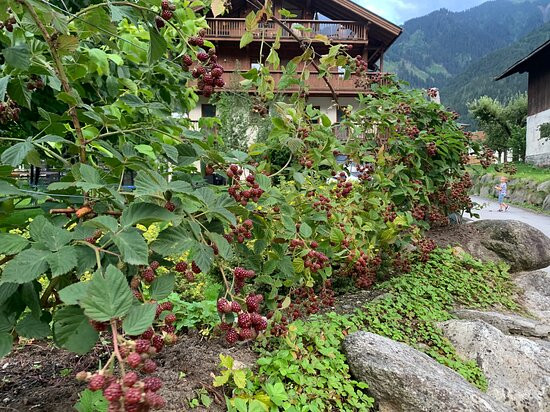 Apart Central - Premium Mountain & Garden主图