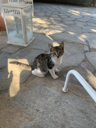 Kymothoi Rooms & Pool Bar主图