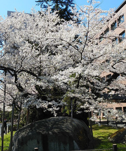 Rock-breaking Cherry Tree景点门票图片