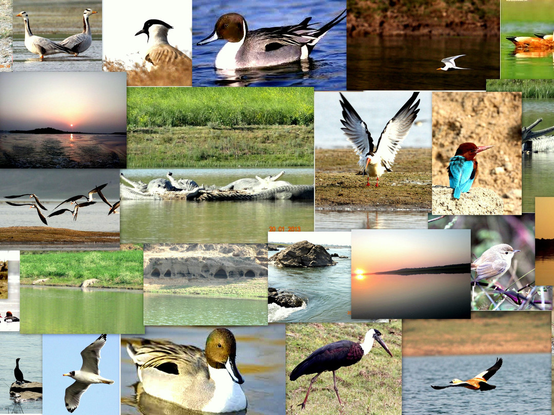 National Chambal Sanctuary景点图片