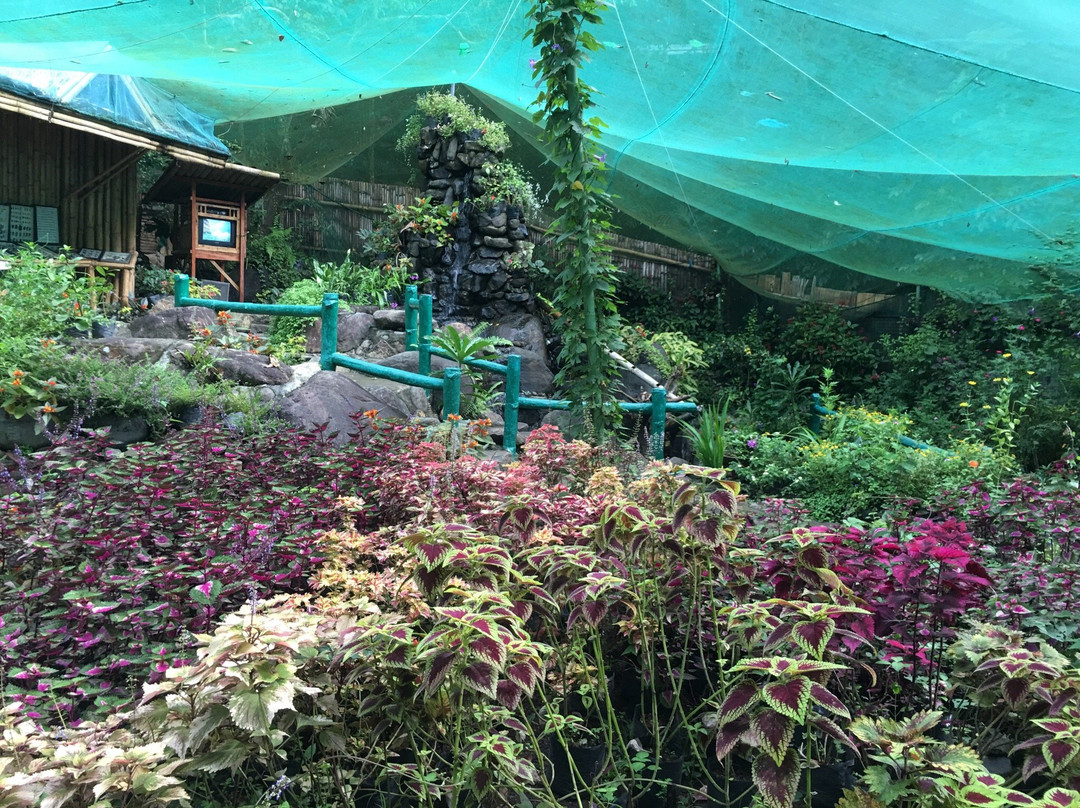 Butterfly Sanctuary at Mambukal Resort景点图片
