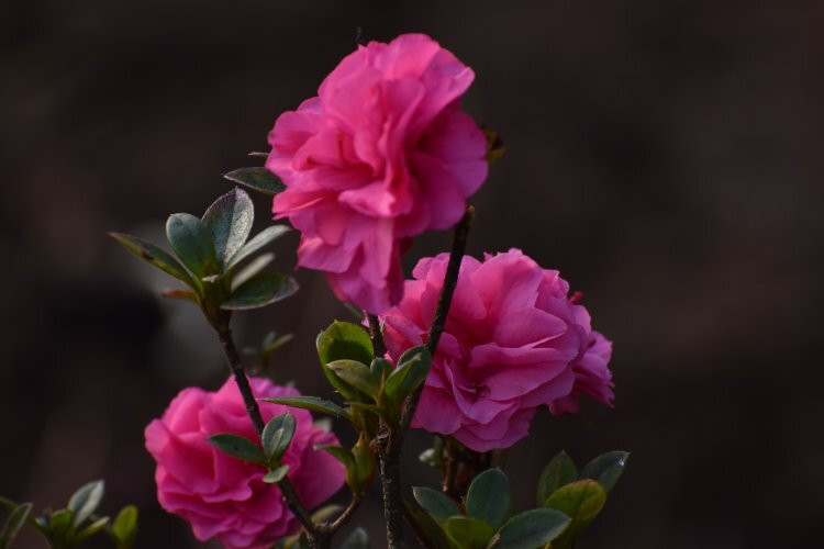 Flower Exhibition Centre-甘托克必去景点
