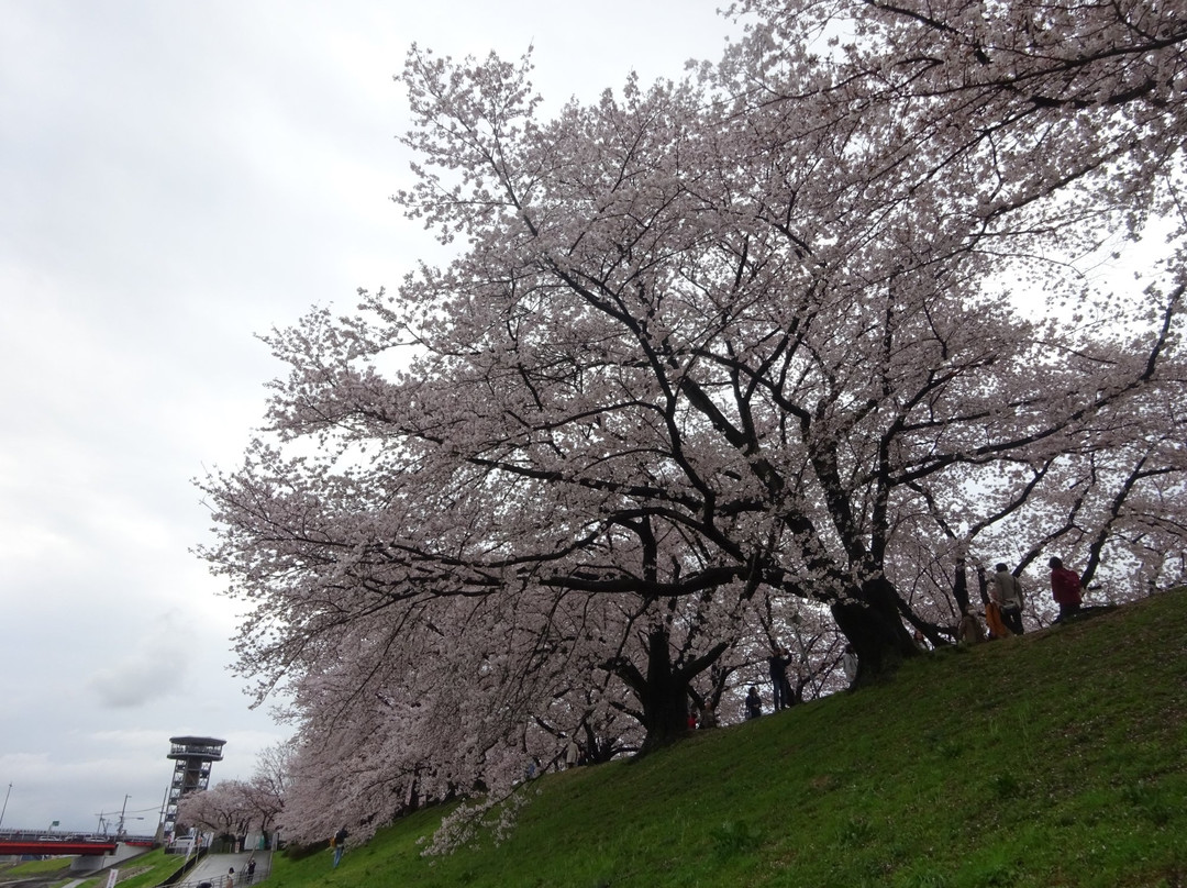 八幡市旅游景点-Yodo River Park Sewaritei District