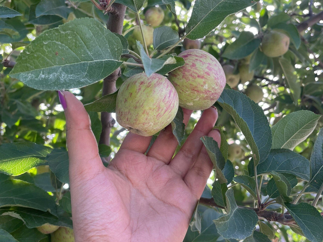 Countryside Apple Orchard By Livingstone