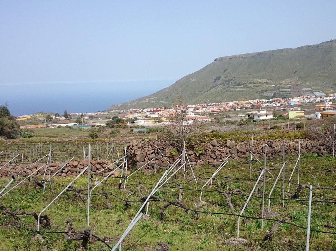 Wine Experience Tenerife景点图片
