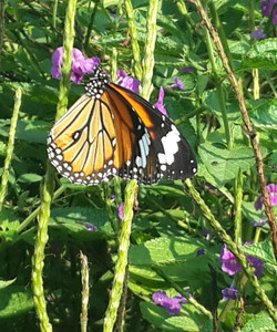 Butterfly park - Ovalekar Wadi景点门票图片
