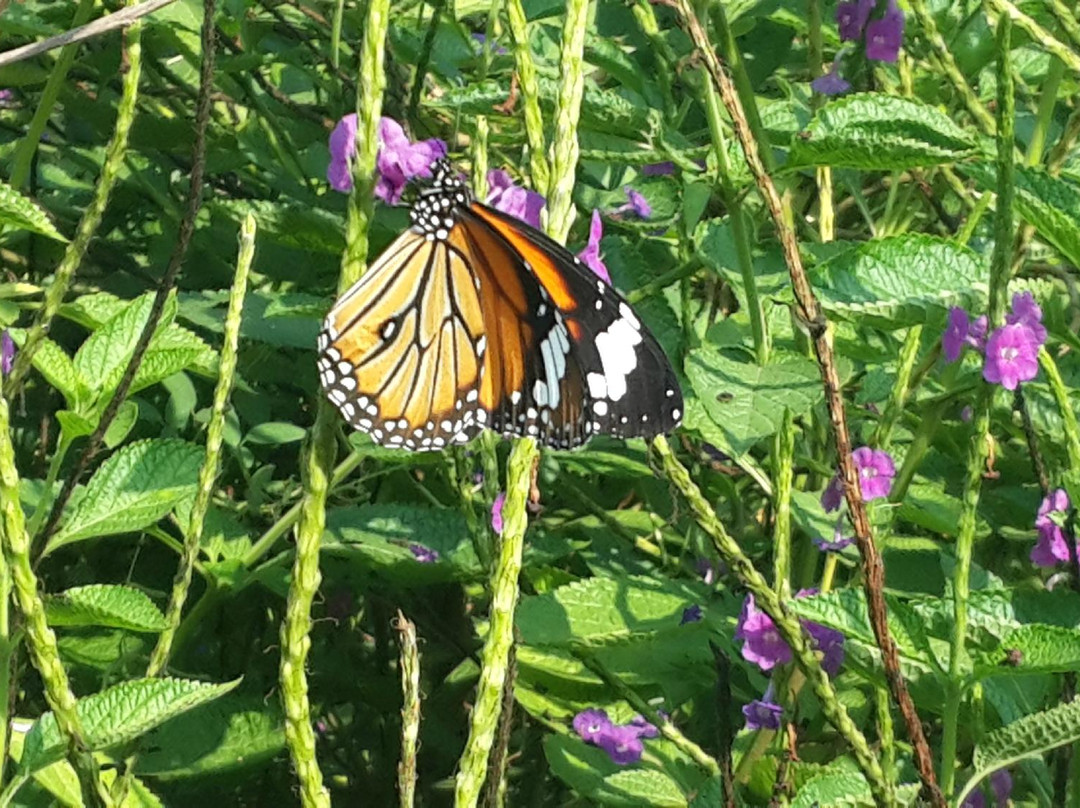 Butterfly park - Ovalekar Wadi景点图片