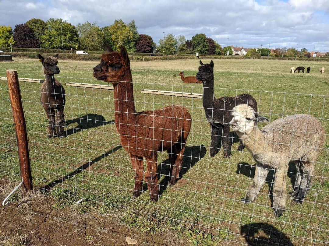 Old Down餐馆和美食-Wolfridge Alpaca Barn- Cafe