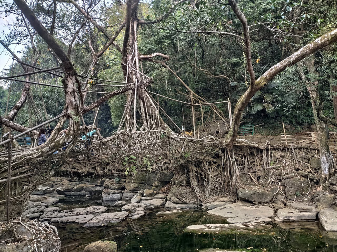 Riwai Living Root Bridge景点图片