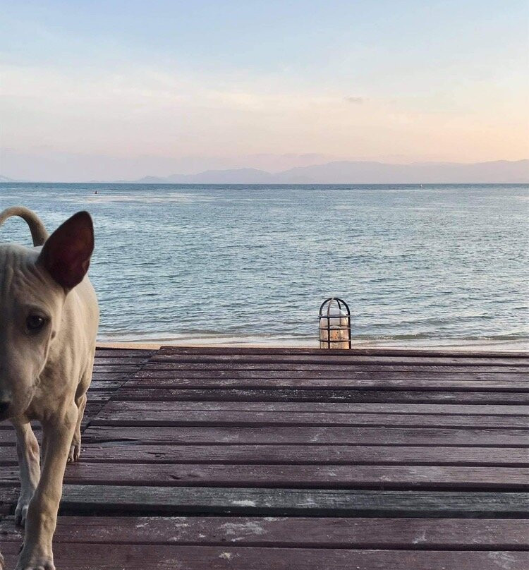 Butterfly Bungalows主图