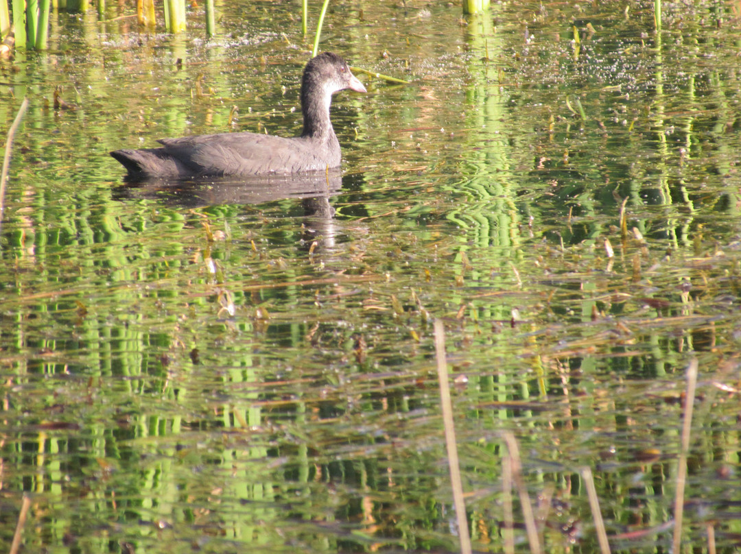 Pulicat Bird Sanctuary景点图片