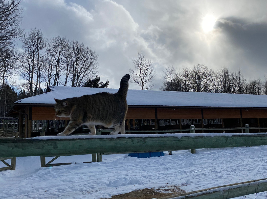 Boundary Ranch-卡那那斯基斯必去景点