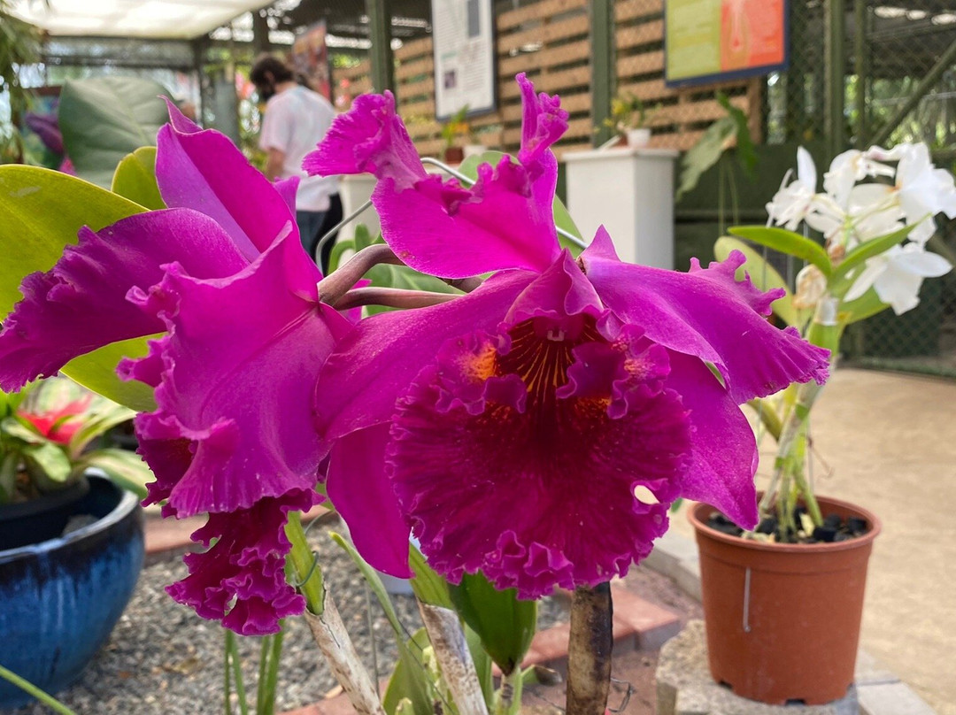Jardin Botanico Lankester景点图片