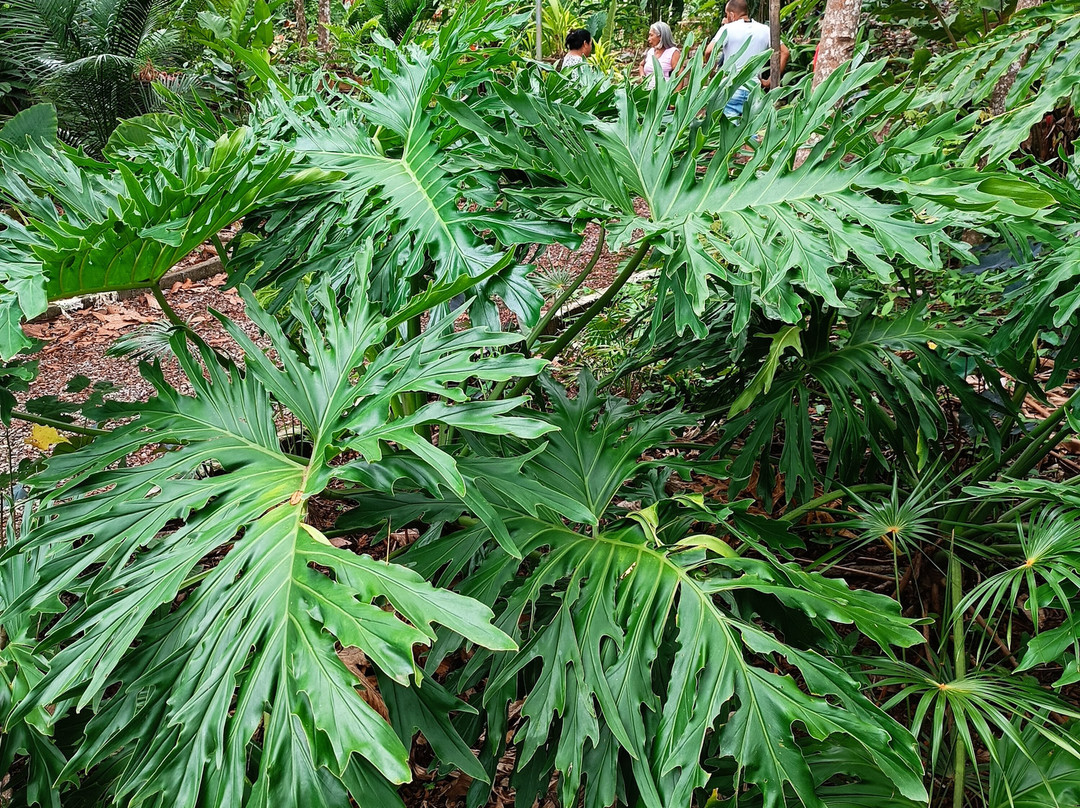 Jardin Botanico Lajas Adento景点图片