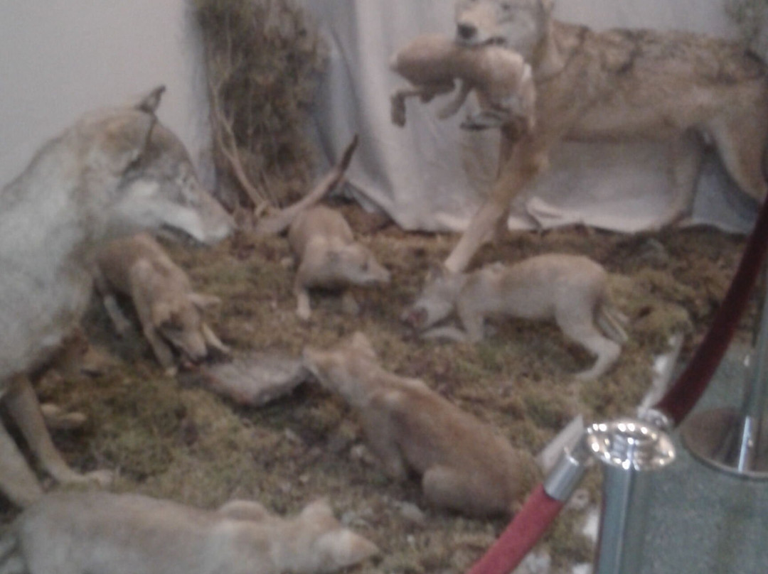 Nature Museum of The Kostroma Region景点图片