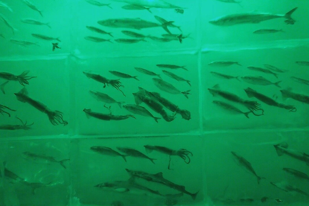 Ice Aquarium-气仙沼市必去景点