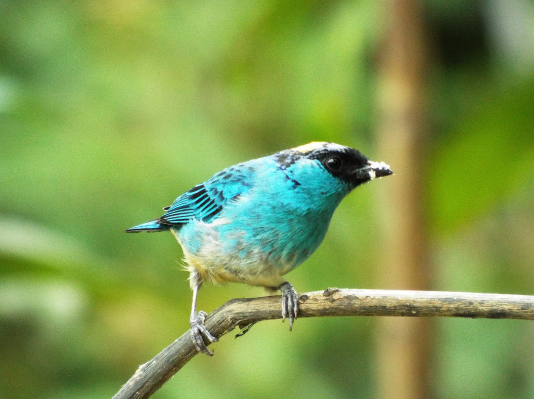 Pacha Quindi Nature Refuge-Tandayapa必去景点