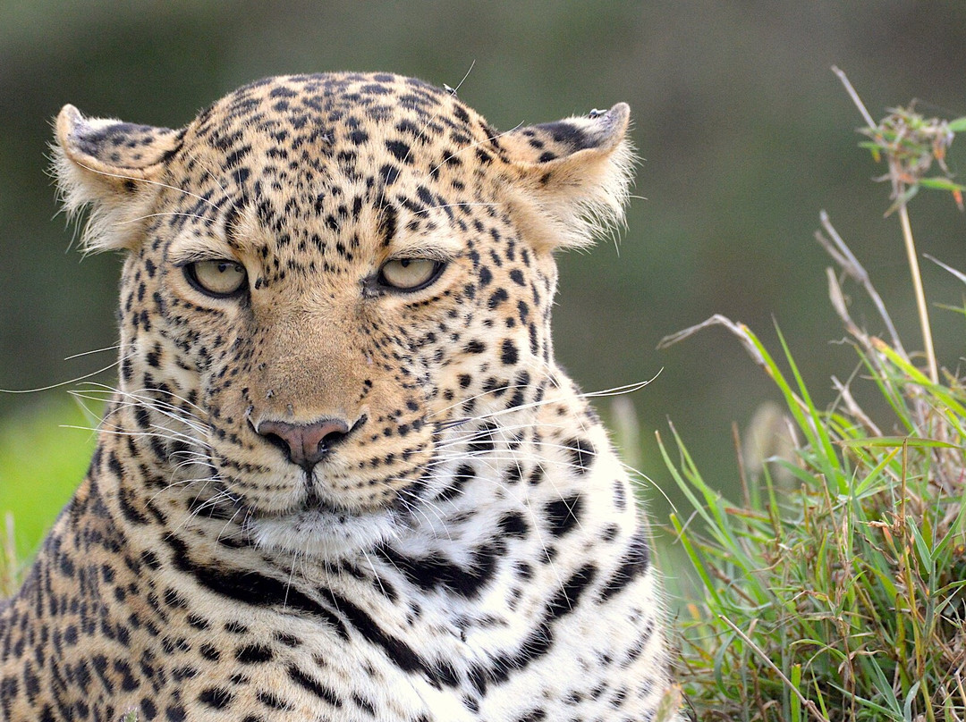 Redunca Safaris-阿鲁沙必去景点