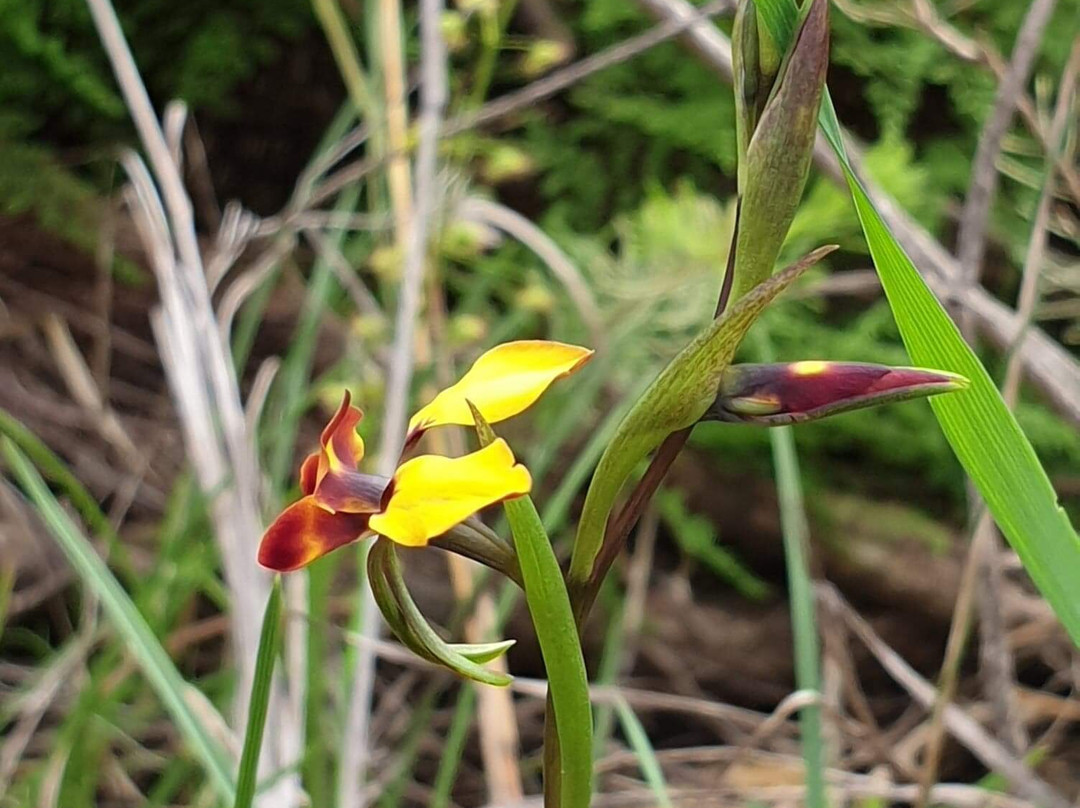 Mundy Regional Park-Forrestfield必去景点