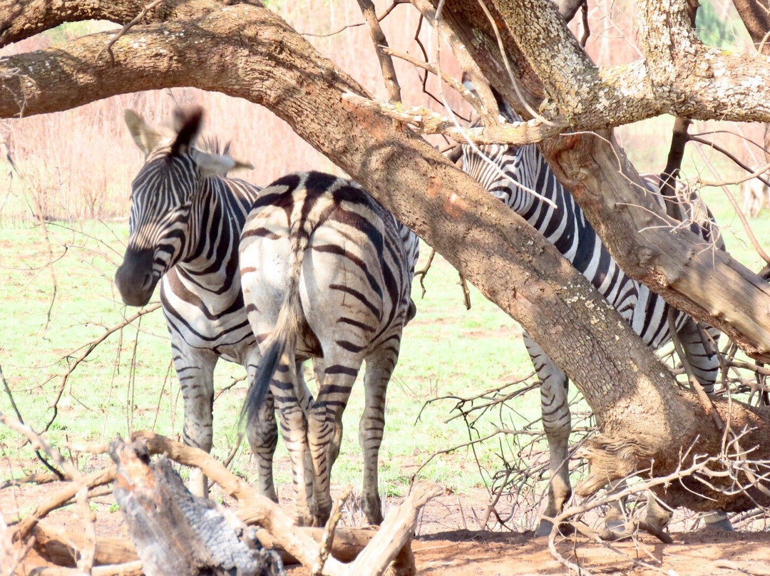 Rietvlei Nature Reserve-比勒陀利亚必去景点