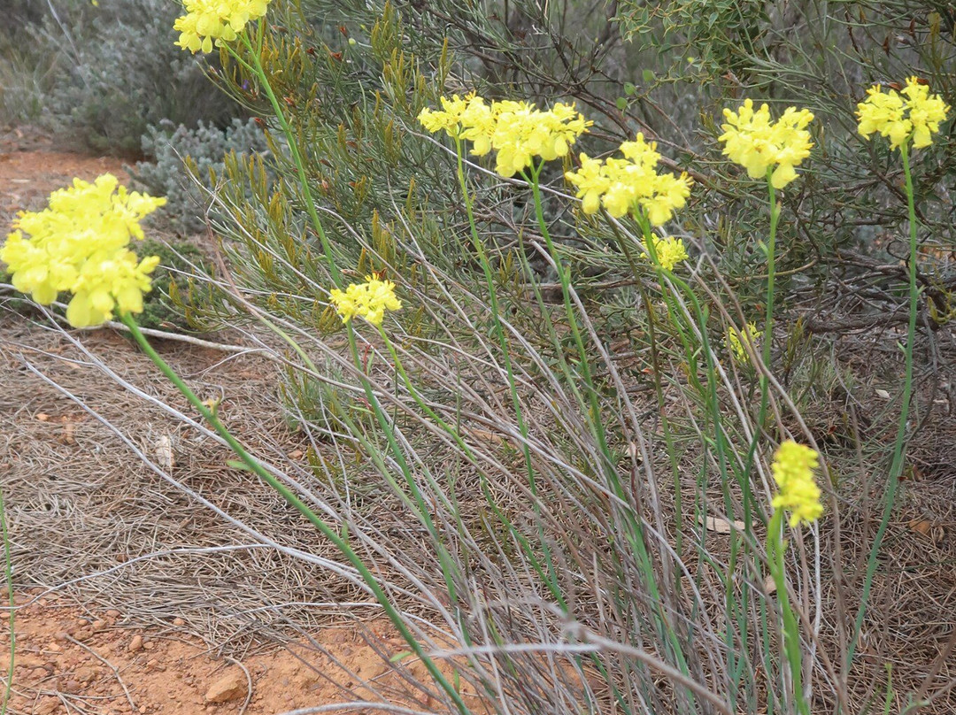 Arthur Drive Scenic Lookout-Ravensthorpe必去景点