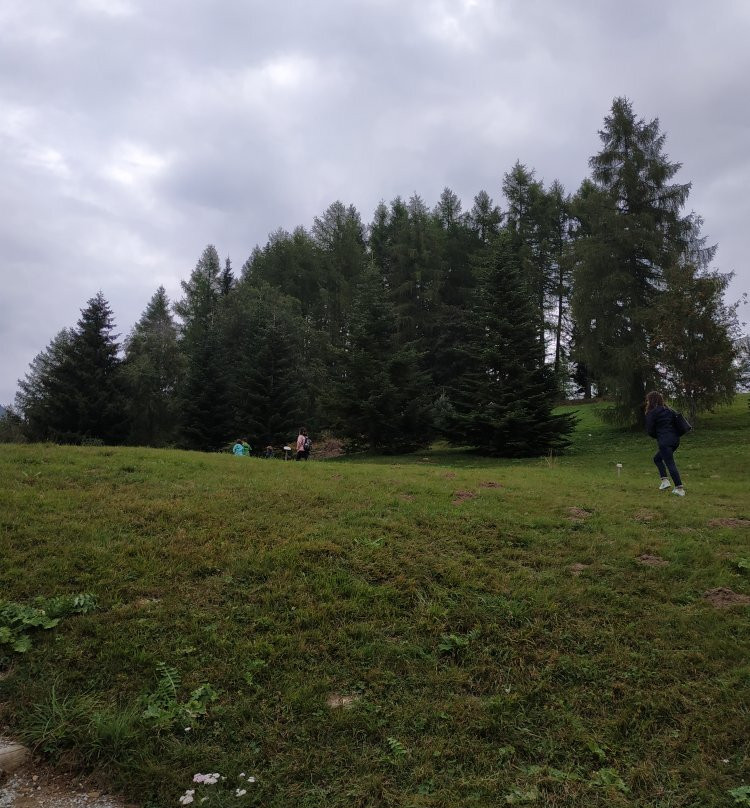 Giardino Botanico Alpino Viote di Monte Bondone景点图片