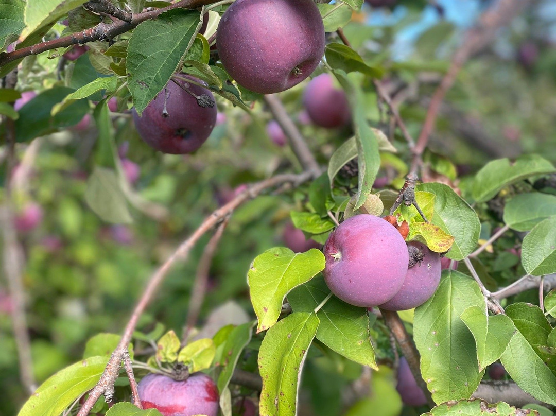 Apple Hill Orchard景点图片