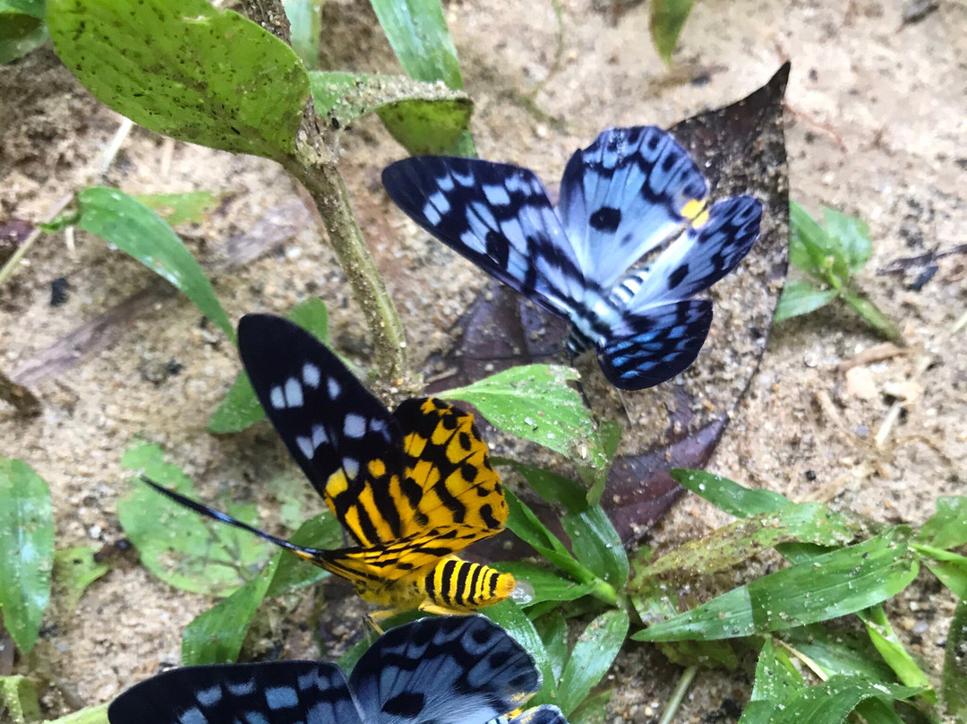 Bukit Kutu-Kuala Kubu Baharu必去景点
