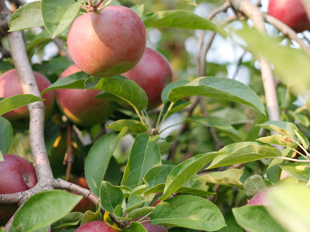 Shelburne Orchards-谢尔本必去景点