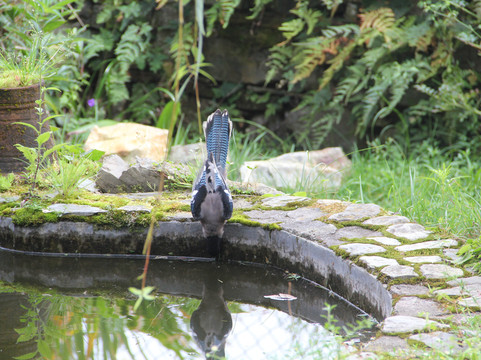 Mountain Quail Lodge主图