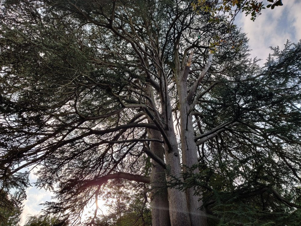 Wychwood Wild Garden景点图片