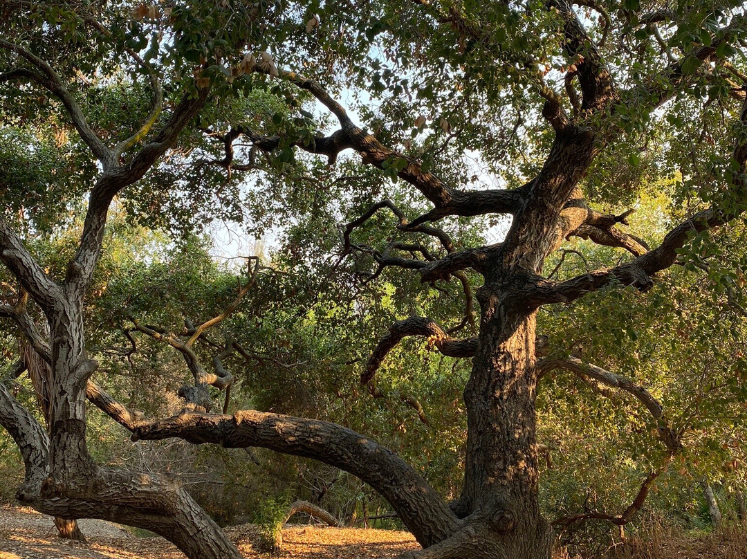 Serrano Creek Community Park-莱克福里斯特必去景点