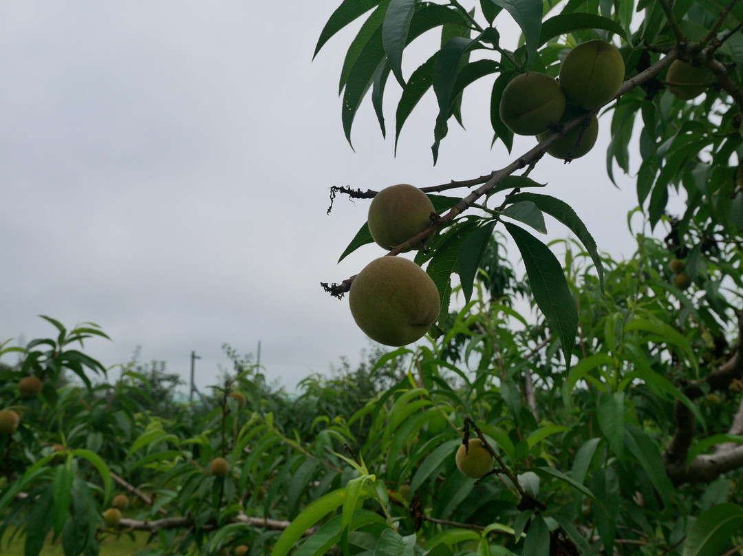 苹果路-弘前市必去景点