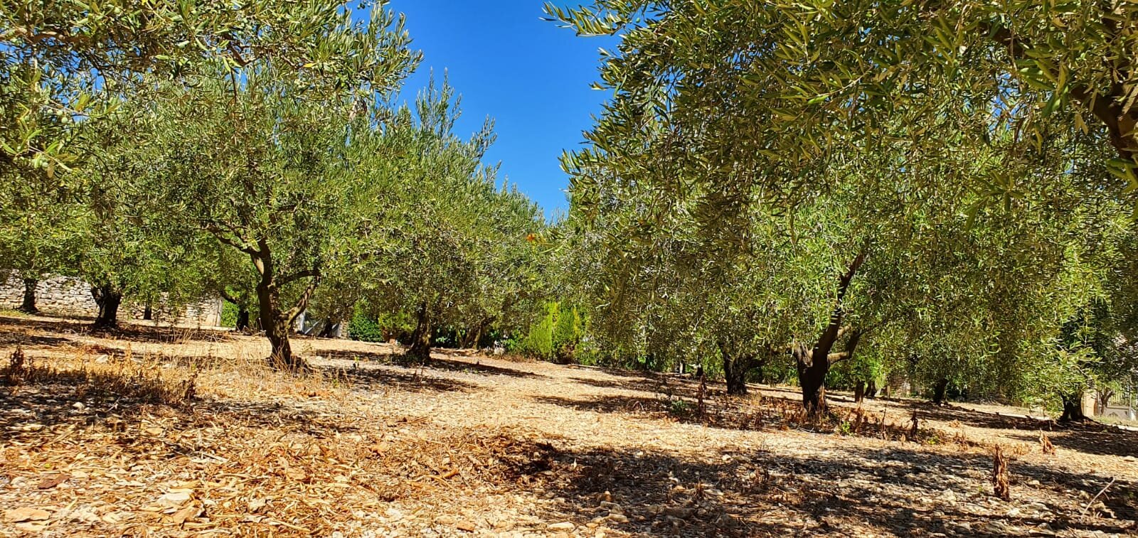 La Bastide des Muriers-官方