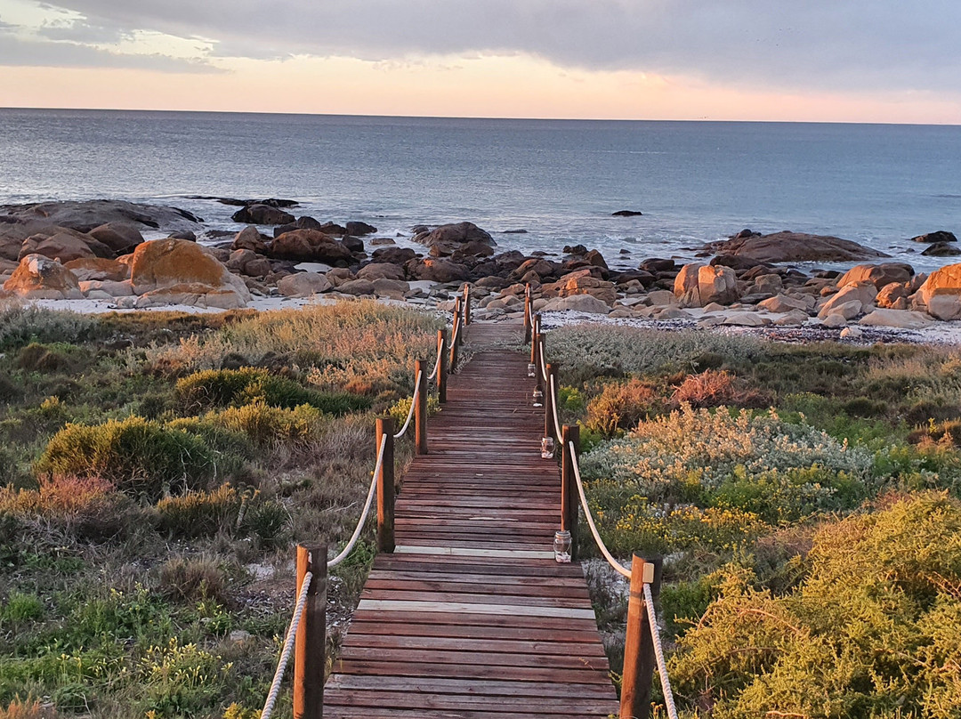 Mussel Cracker主图