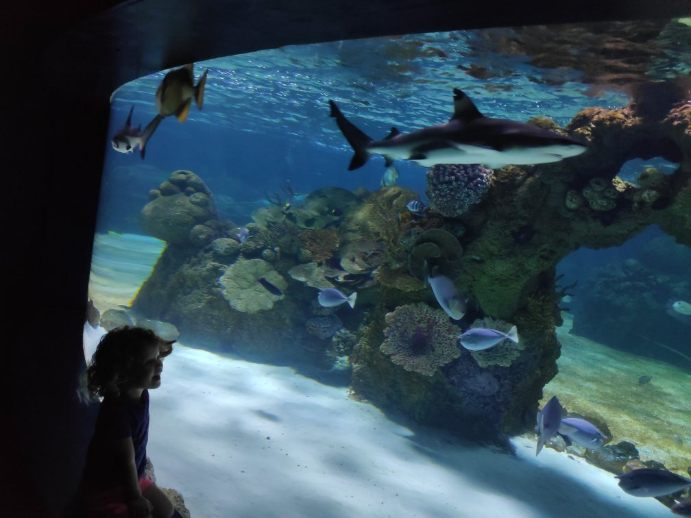 Israel Aquarium景点图片