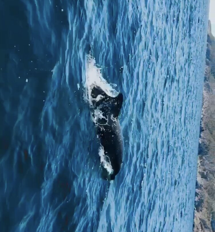 Ocean Experience Sesimbra-塞新布拉必去景点