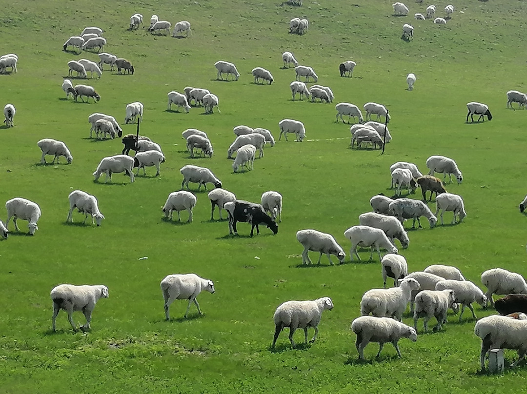 Silk Road Angel Tours-敦煌市必去景点