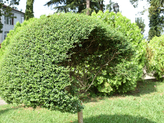 Dadiani Palaces Historical and Architectural Museum-祖格迪迪必去景点