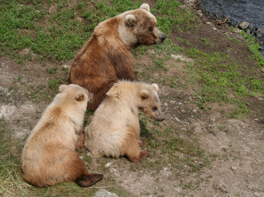 Alaska Bear Expeditions Bear Viewing Tours景点图片