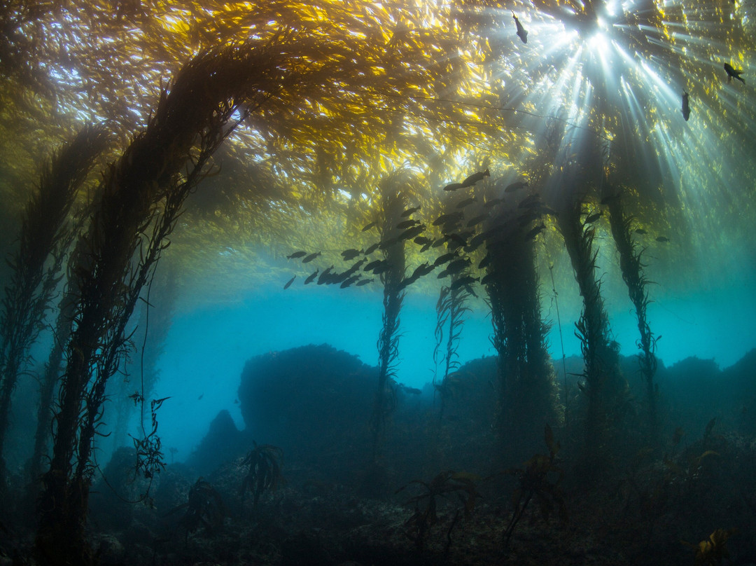 MBAY Freediving-蒙特雷必去景点